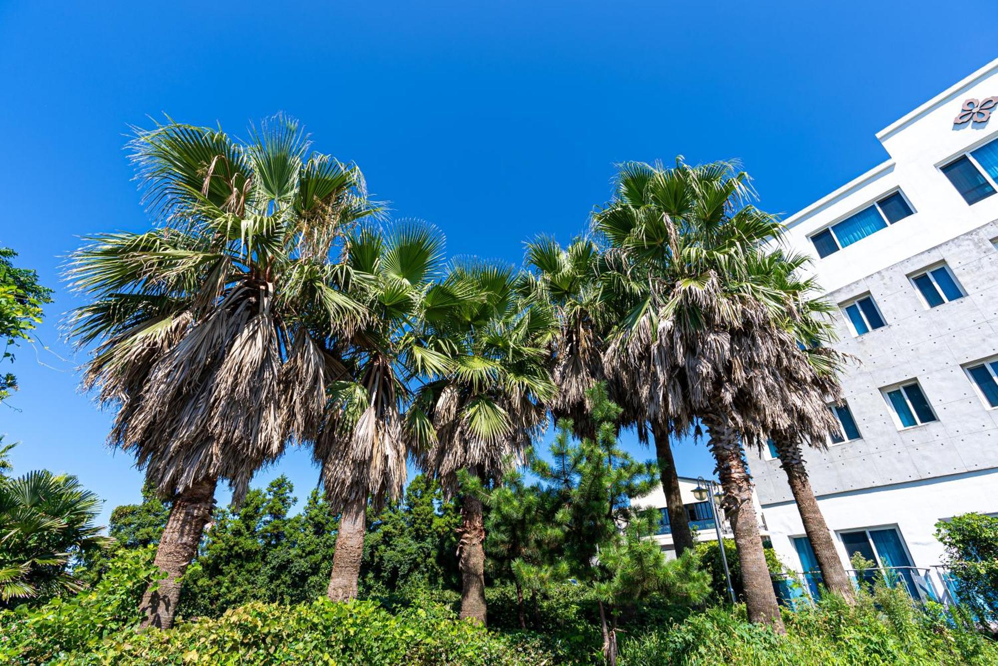 Hotel The Grang Jungmun 西归浦市 外观 照片